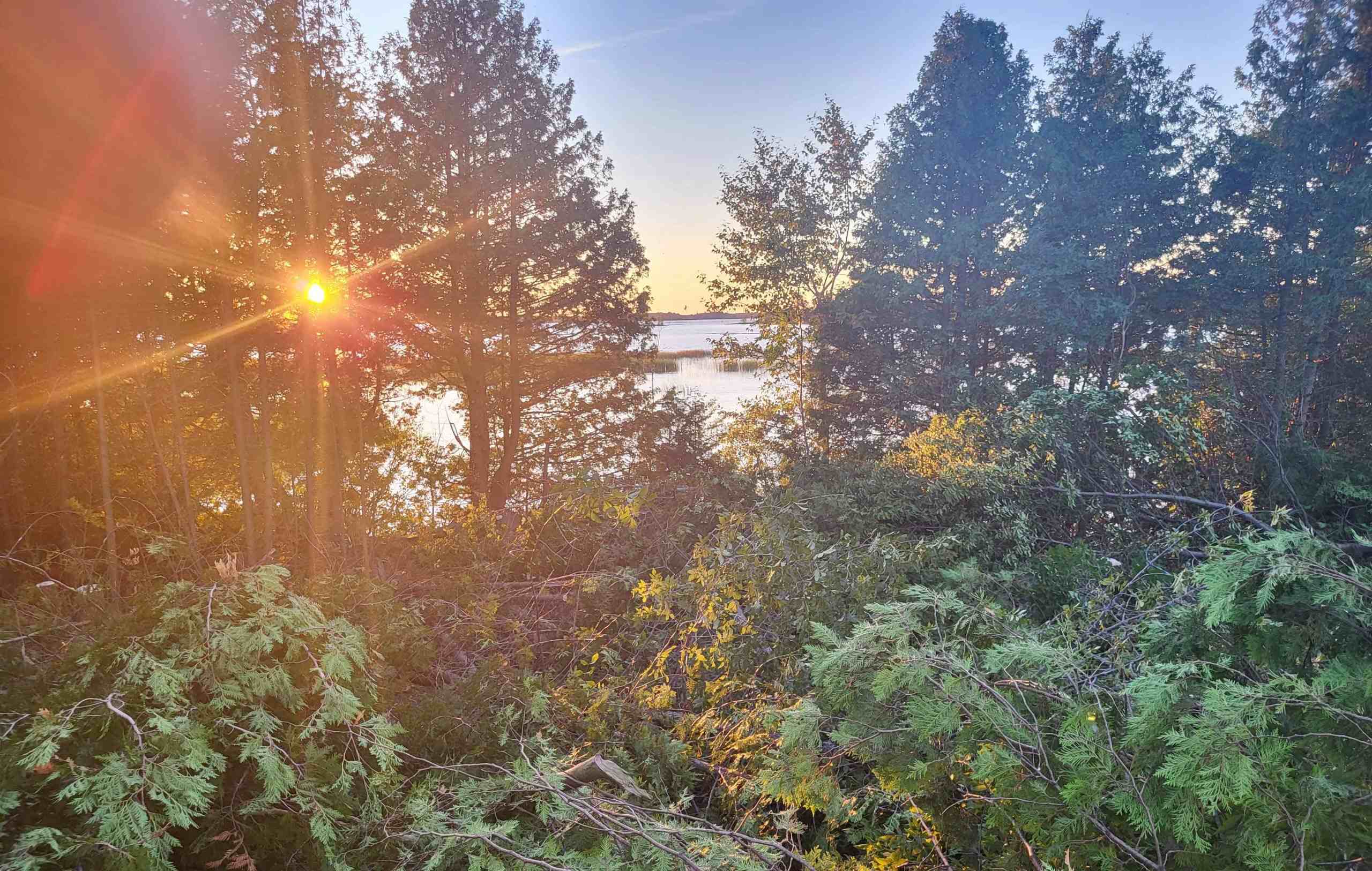 Taplins_trees Trees and horizon