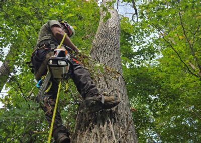 Owner Stewart climbing up tree with harness