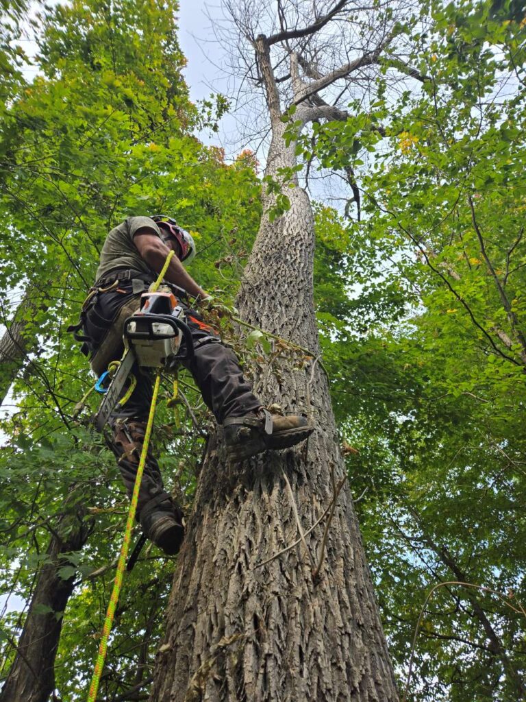 Owner Stewart climbing up tree with harness