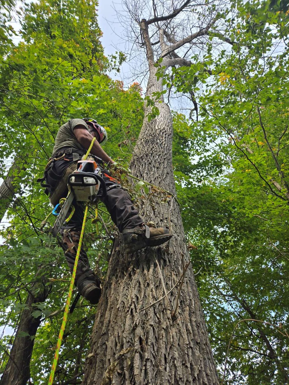 Owner Stewart climbing up tree with harness<br />
